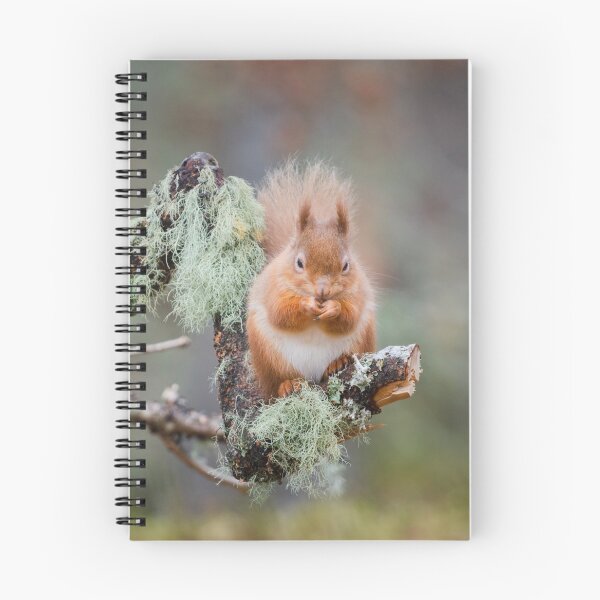 Item preview, Red Squirrel, Sciurus vulgaris designed and sold by Chris McIlreavy.
