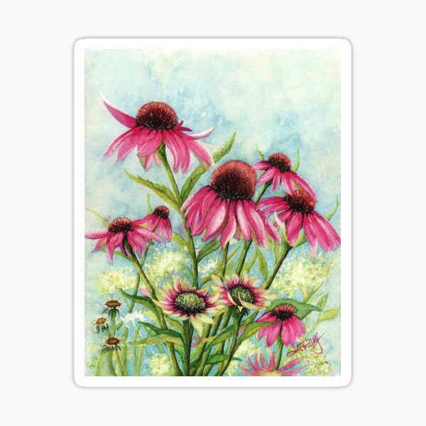 "Pink Purple Coneflowers Echinacea Purpura Flowers " Sticker for Sale by JanineRileyArt