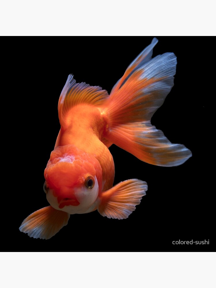 chubby goldfish