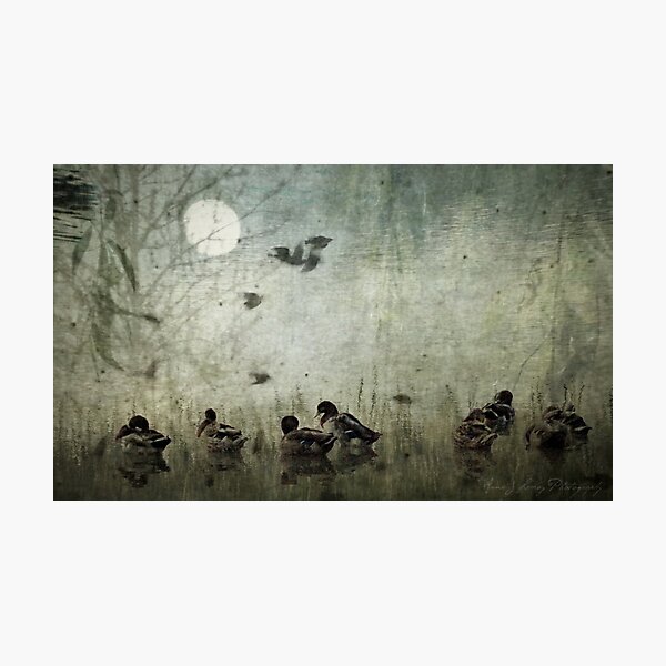 Serenity Photographic Print