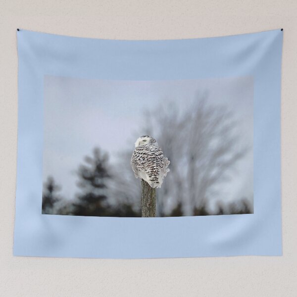 Item preview, Snowy Owl Sideways Glance designed and sold by Deb Oppermann.