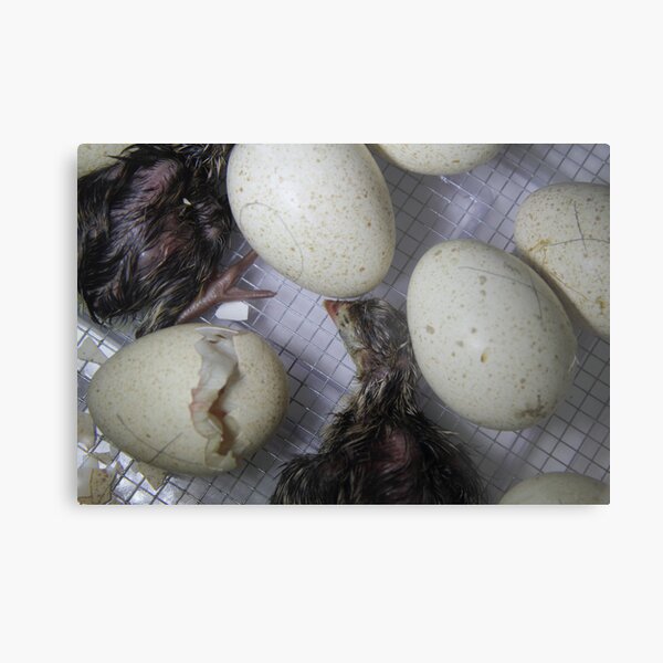 Turkey Hatching Metal Print