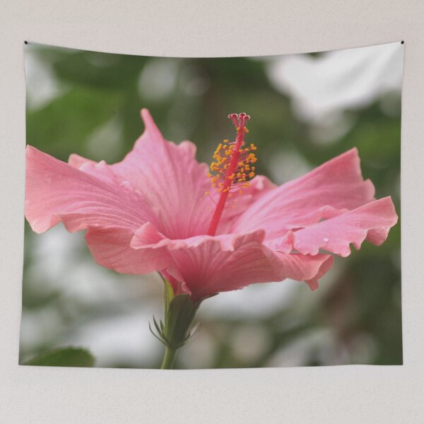 Artikelvorschau, Hibiskus erröten entworfen und verkauft von RJBPhotoDesign.