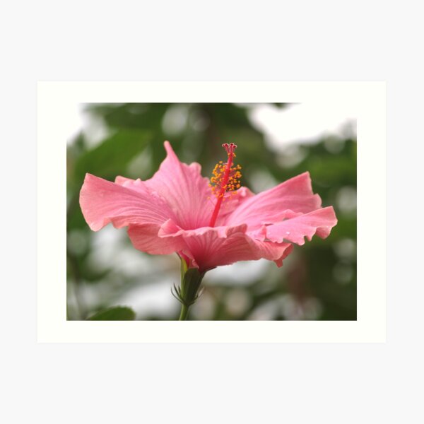 Hibiscus Blush Art Print