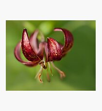 Brocade Photographic Print