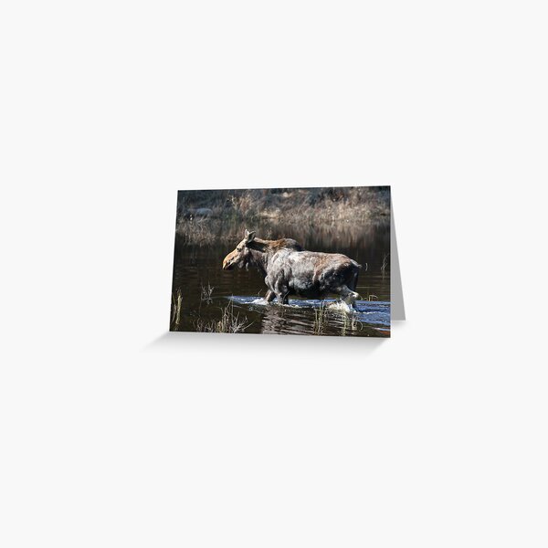 Moose - Algonquin Park Greeting Card