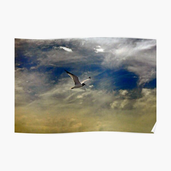Flight of the Seagull Poster