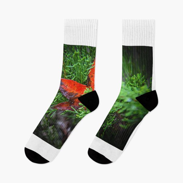 Item preview, Red Leaf alone in a Green Tree designed and sold by Ken Macune.