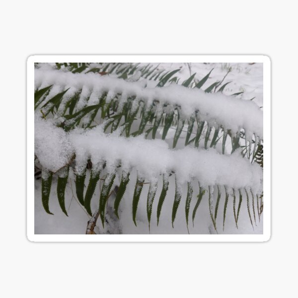 Item preview, SNOW ON SWORD FERNS designed and sold by Elaine Bawden.