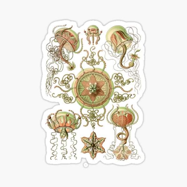 Item preview, Ernst Haeckel - Trachomedusae - Art Forms in Nature - Vintage Reproductions designed and sold by vintagerepros.