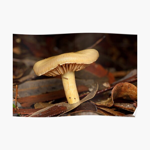 Mushroom Poster