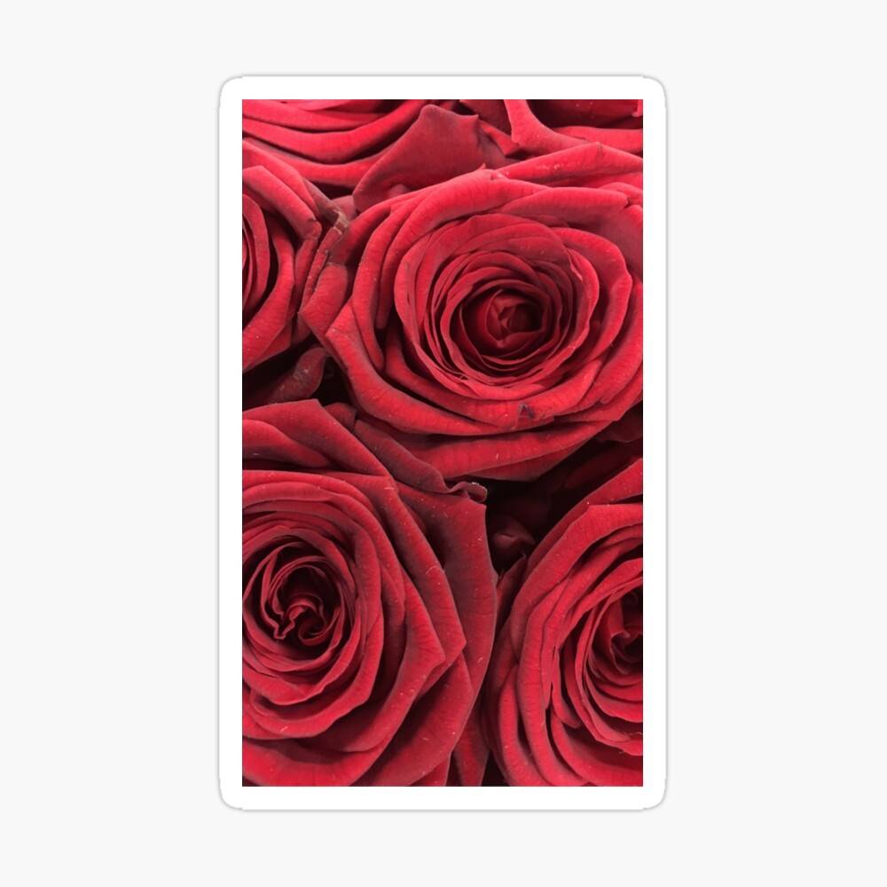 Rose Background Iphone Case Cover By Yimpublishing Redbubble