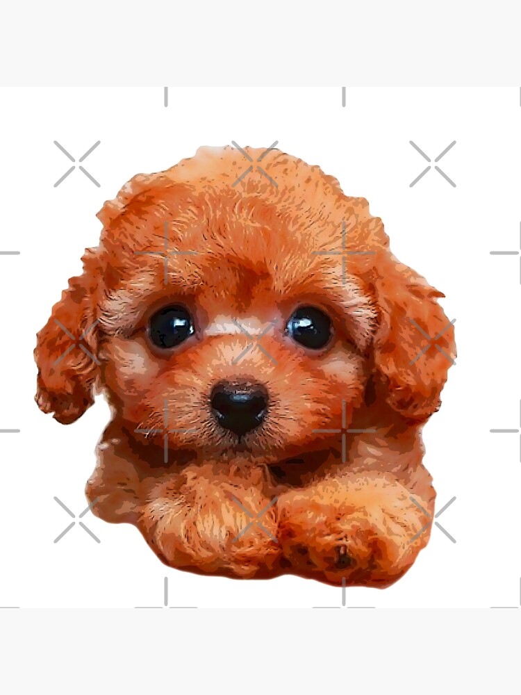 Toy Poodle Gorgeous Mini Dog Teddy | Art Board Print