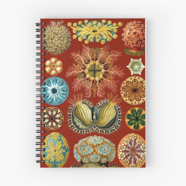 Item preview, Ernst Haeckel - Ascidiae - Formas de arte en la naturaleza - Reproducciones vintage designed and sold by vintagerepros.