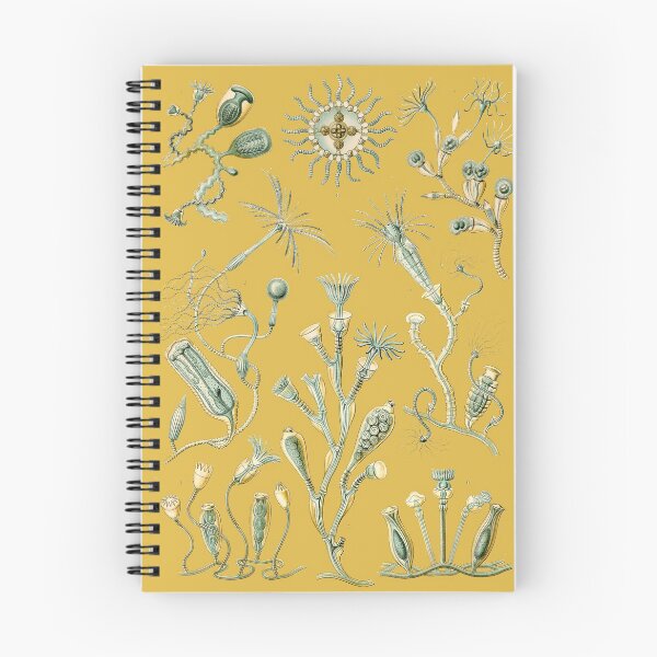 Item preview, Ernst Haeckel - Campanulina - Formas de arte en la naturaleza - Reproducciones vintage designed and sold by vintagerepros.