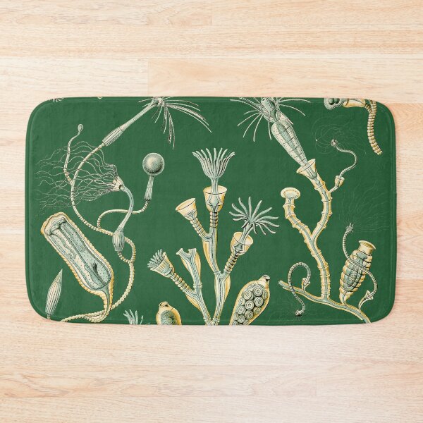 Item preview, Ernst Haeckel - Campanulina - Art Forms in Nature - Vintage Reproductions designed and sold by vintagerepros.