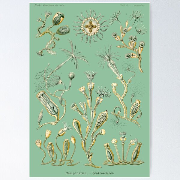 Item preview, Ernst Haeckel - Campanulina - Formas de arte en la naturaleza - Reproducciones vintage designed and sold by vintagerepros.