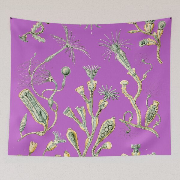 Item preview, Ernst Haeckel - Campanulina - Art Forms in Nature - Vintage Reproductions designed and sold by vintagerepros.