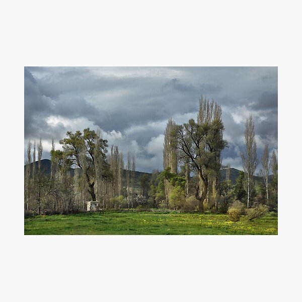 Roadside Trees Photographic Print