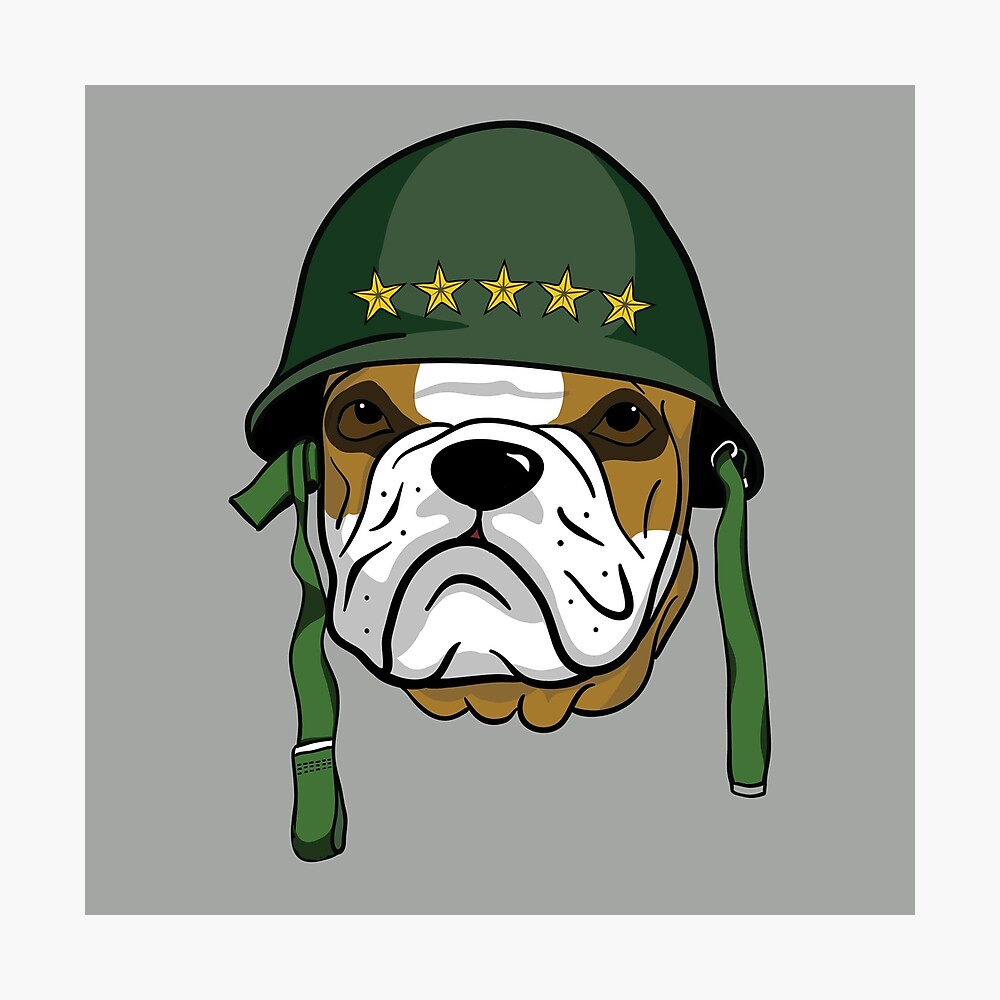 bulldog with army helmet