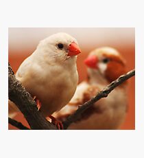 Beak to Beak Photographic Print