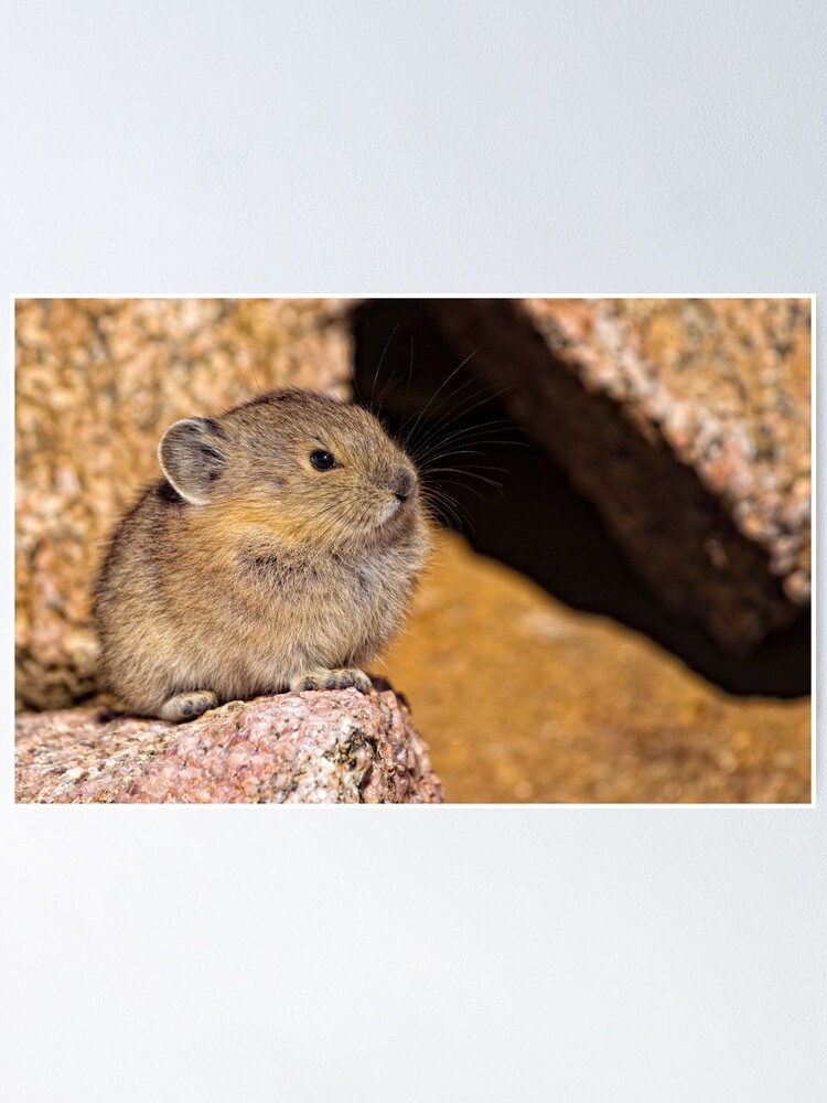 Und Alles Scheint Ein Paar Wochen Zuruck Zu Sein Einschliesslich Neugeborener Kinder Und Lammer Und Wachstum Von Alpinen Blumen Und Pflanzen Ich Hatte Fluchtige Blicke Auf Pikas Gesehen Poster Von Jayryser