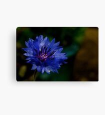 Cornflower Leinwanddruck
