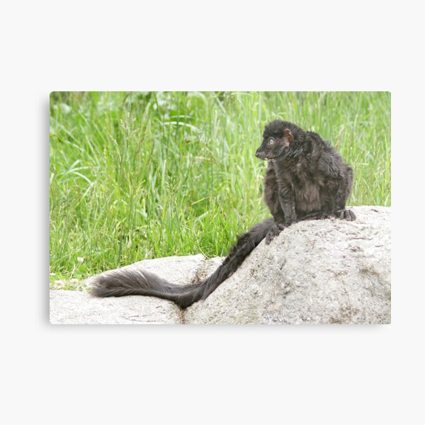 Lemur on a rock Metal Print