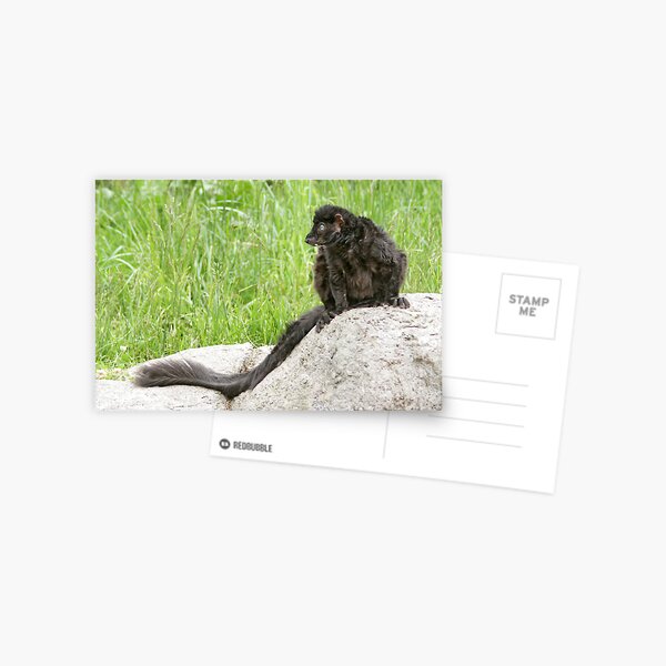 Lemur on a rock Postcard