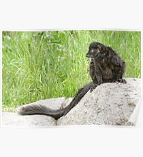 Lemur on a rock Poster