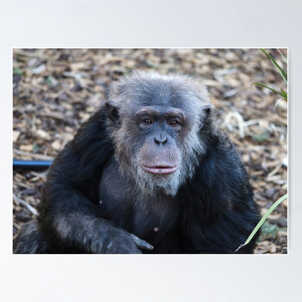 Item preview, Chimp designed and sold by Cathy Grieve.