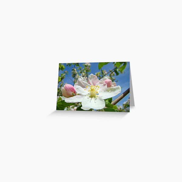 Item preview, Apple Tree Blossom Flowers art prints Baslee Troutman designed and sold by BasleeArtPrints.