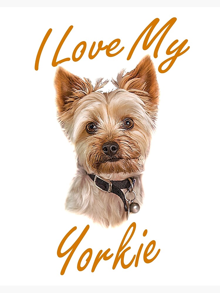 i love my yorkie