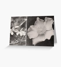 Untitled Greeting Card