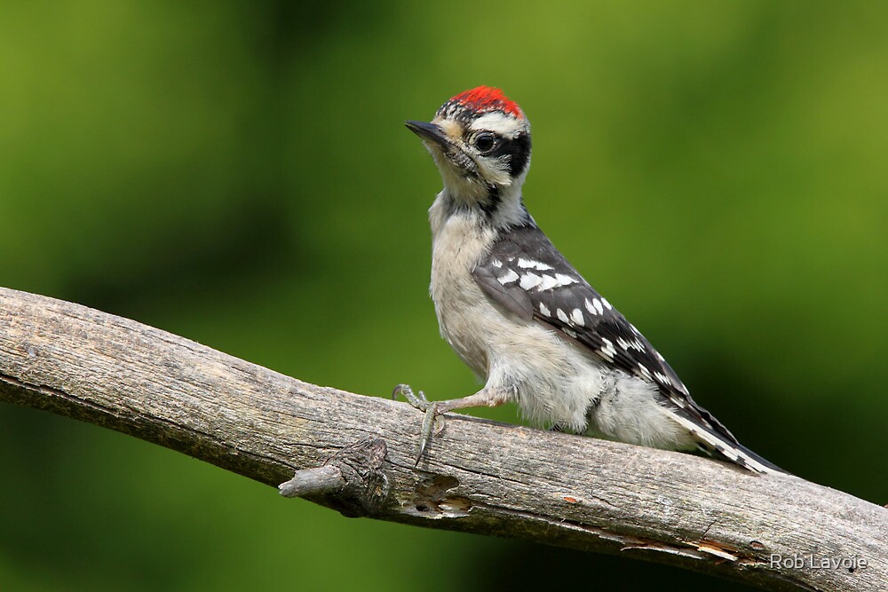 "Downy Woodpecker fledgling" by Rob Lavoie | Redbubble