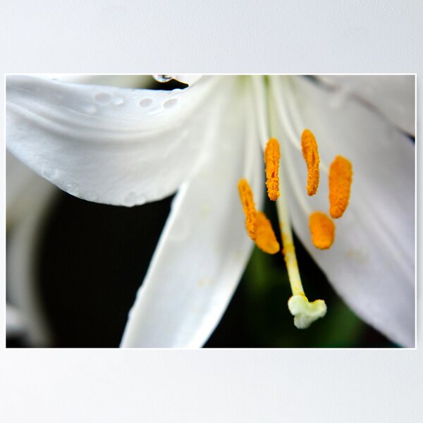Item preview, Stamens designed and sold by Alex Boros.