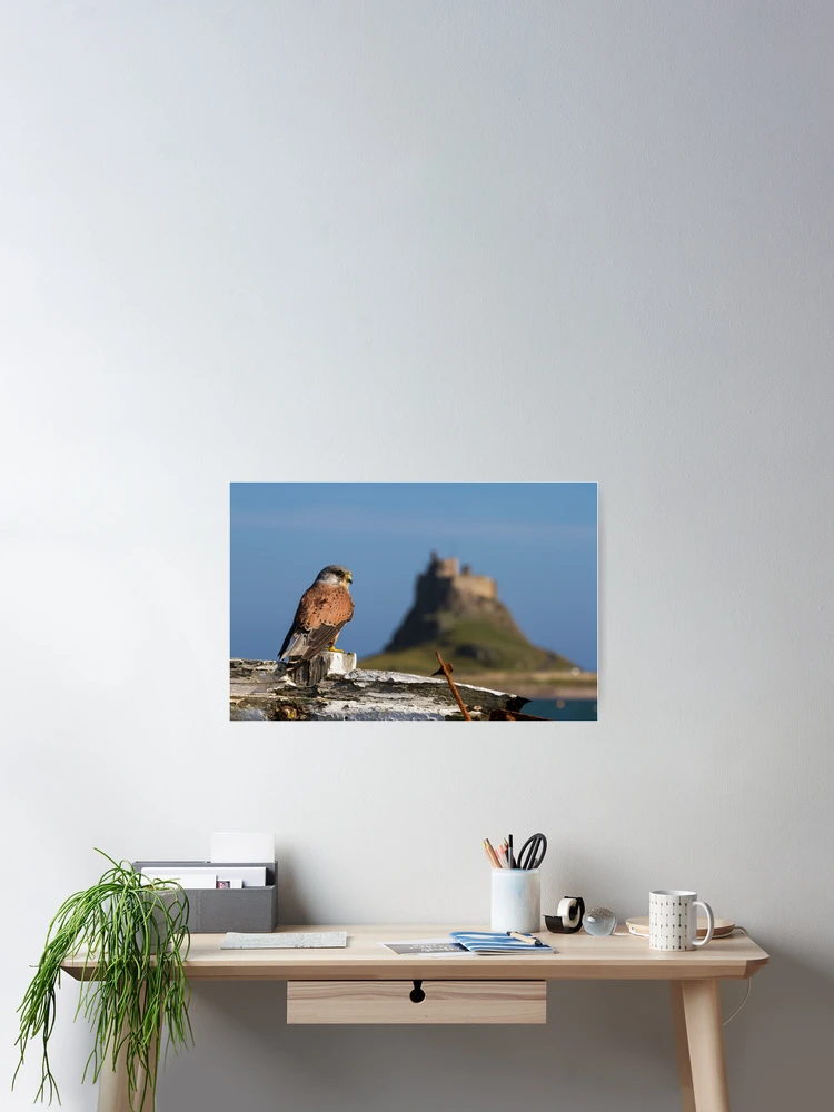 Thumbnail 2 of 3, Poster, Kes designed and sold by FXST.