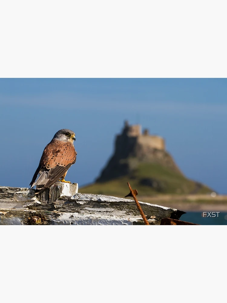Thumbnail 3 of 3, Poster, Kes designed and sold by FXST.