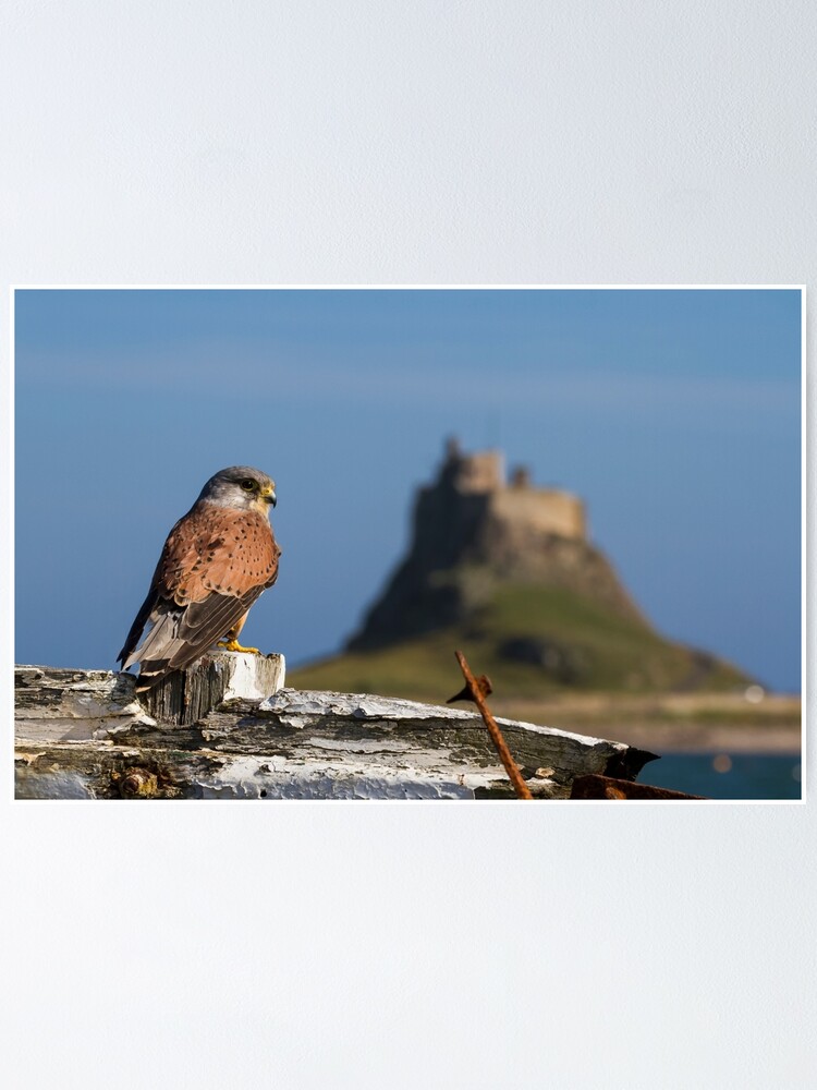 Thumbnail 1 of 3, Poster, Kes designed and sold by FXST.