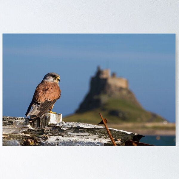 Item preview, Kes designed and sold by FXST.