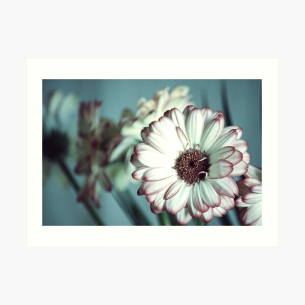 Flowers Art Print
