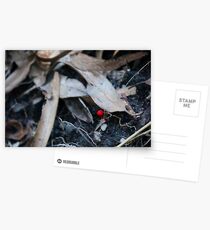 Identification asked Postcards