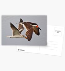 Skimmers Postcards