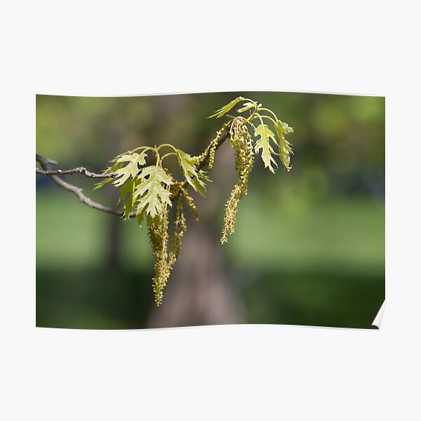 New Oak Poster