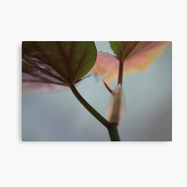 Begonia Canvas Print