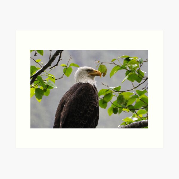 Item preview, Bald Eagle designed and sold by Robert Hortman.