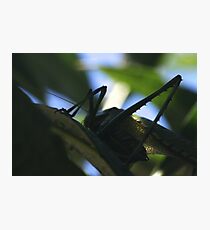 Insect Photographic Print