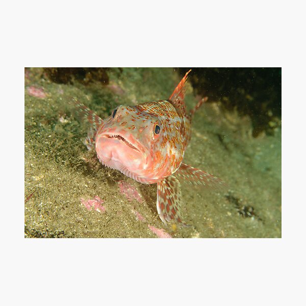 Sergeant baker - Aulopus purpurissatus Photographic Print