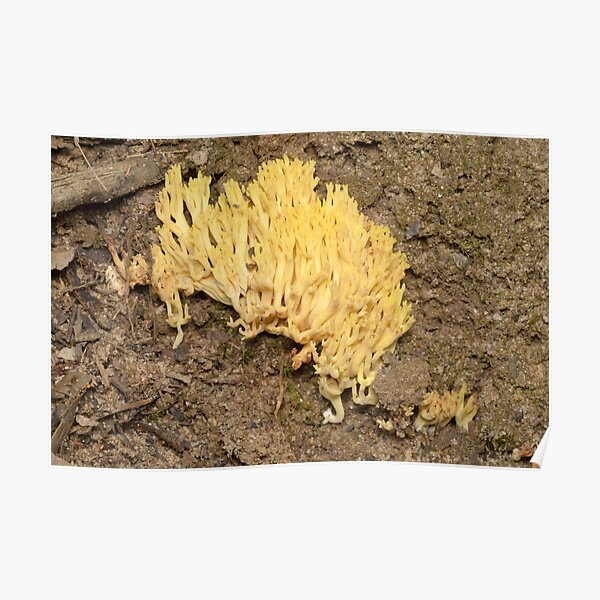 Yellow Coral Fungus - Ramaria sp. Poster