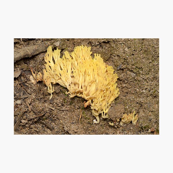 Yellow Coral Fungus - Ramaria sp. Photographic Print